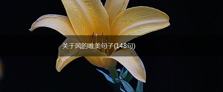 关于风的唯美句子(148句),第1张