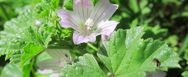 形容花美的句子(精选160句),第3张