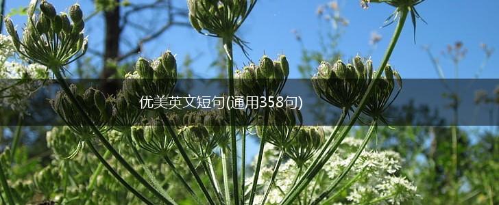 优美英文短句(通用358句),第1张