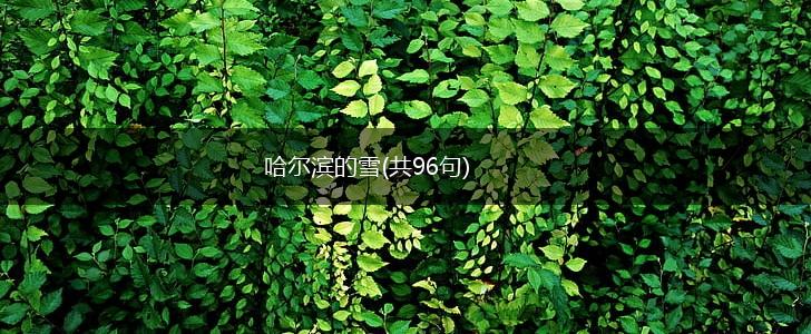 哈尔滨的雪(共96句),第1张