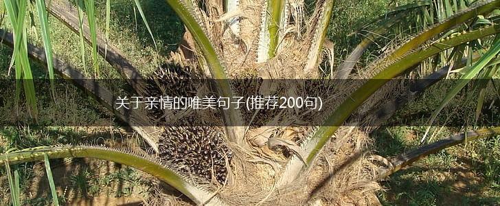 关于亲情的唯美句子(推荐200句),第1张