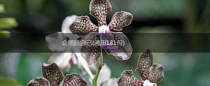 会照顾自己(通用181句),第1张