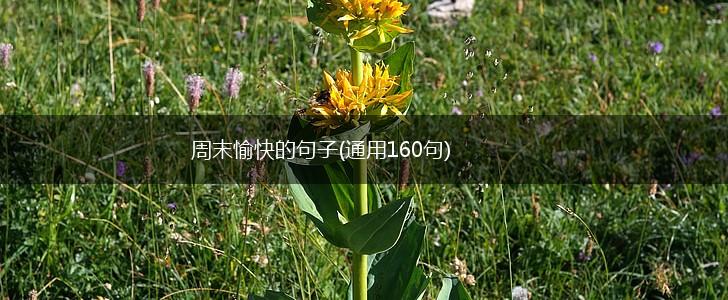 周末愉快的句子(通用160句),第1张