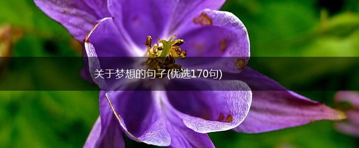 关于梦想的句子(优选170句),第1张