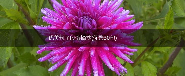优美句子段落摘抄(优选30句),第1张