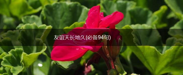 友谊天长地久(必备94句),第1张