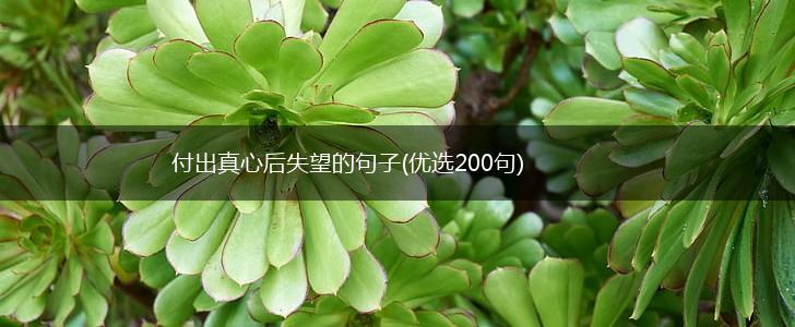付出真心后失望的句子(优选200句),第1张