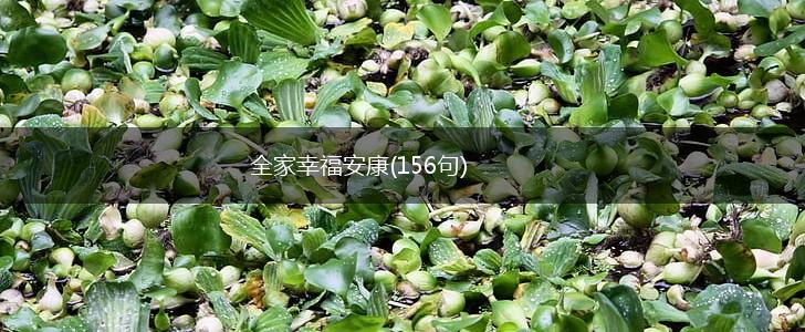 全家幸福安康(156句),第1张