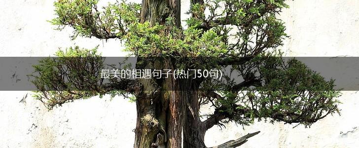 最美的相遇句子(热门50句),第1张