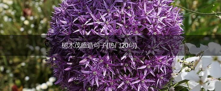 树木茂盛造句子(热门20句),第1张