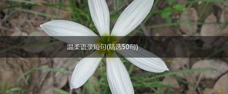 温柔语录短句(精选50句),第1张