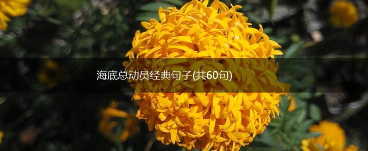 海底总动员经典句子(共60句),第1张