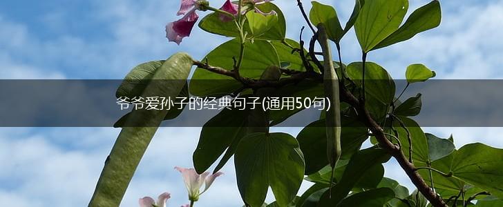 爷爷爱孙子的经典句子(通用50句),第1张 爷爷爱孙子的经典句子(通用50句),第1张