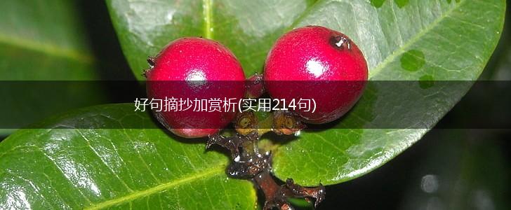 好句摘抄加赏析(实用214句),第1张
