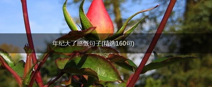 年纪大了感慨句子(精选160句),第1张