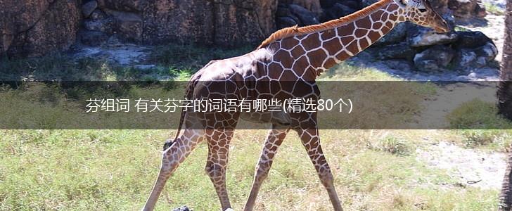 芬组词 有关芬字的词语有哪些(精选80个),第1张