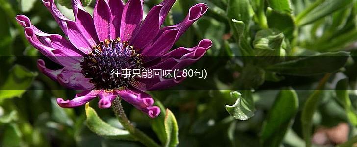 往事只能回味(180句),第1张