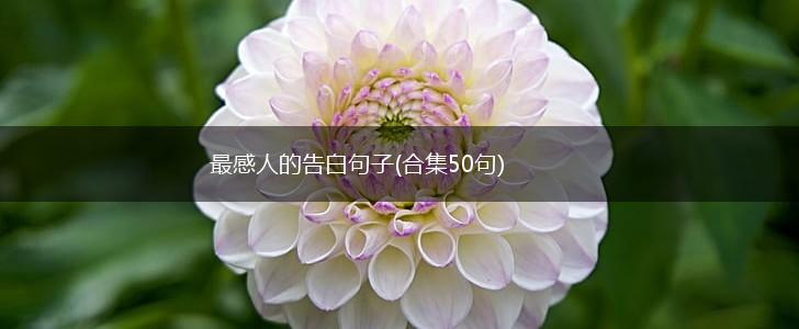最感人的告白句子(合集50句),第1张