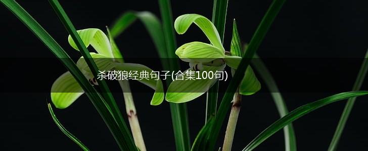 杀破狼经典句子(合集100句),第1张