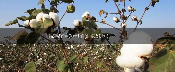 祝福留言短句子(汇总50句),第1张