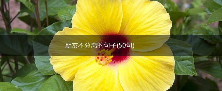 朋友不分离的句子(50句),第1张