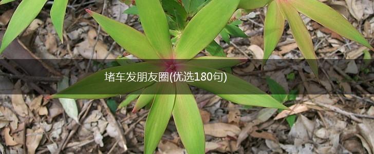 堵车发朋友圈(优选180句),第1张