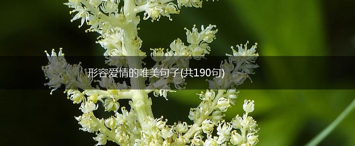 形容爱情的唯美句子(共190句),第1张 形容爱情的唯美句子(共190句),第1张