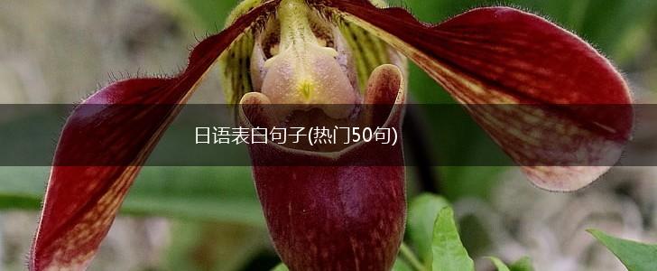 日语表白句子(热门50句),第1张