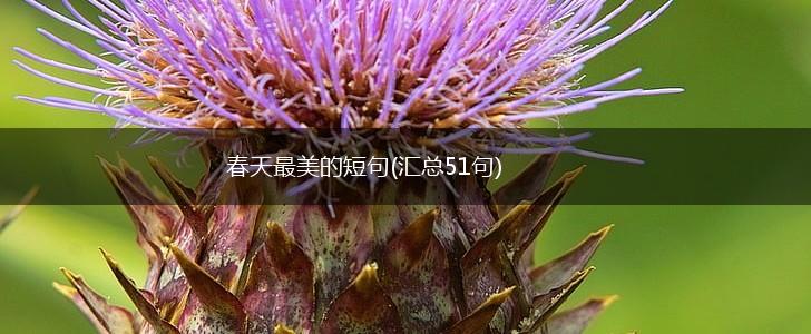 春天最美的短句(汇总51句),第1张