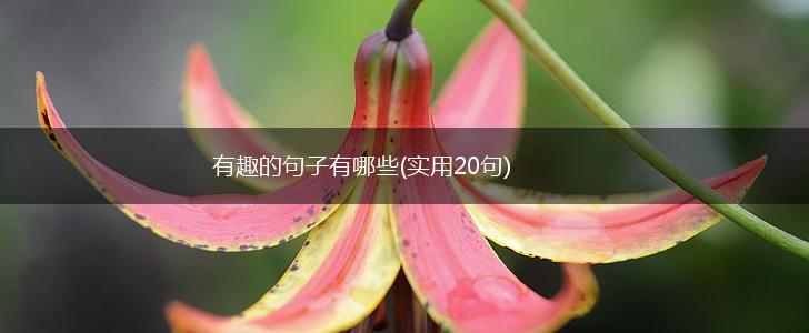 有趣的句子有哪些(实用20句),第1张