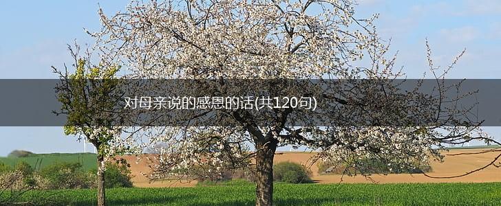 对母亲说的感恩的话(共120句),第1张