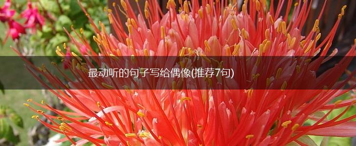 最动听的句子写给偶像(推荐7句),第1张