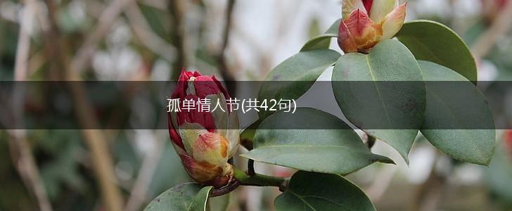 孤单情人节(共42句),第1张