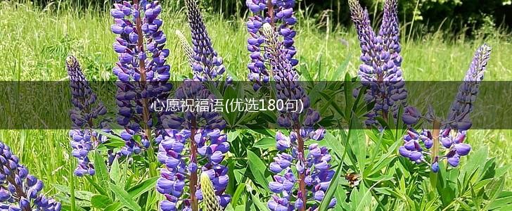 心愿祝福语(优选180句),第1张