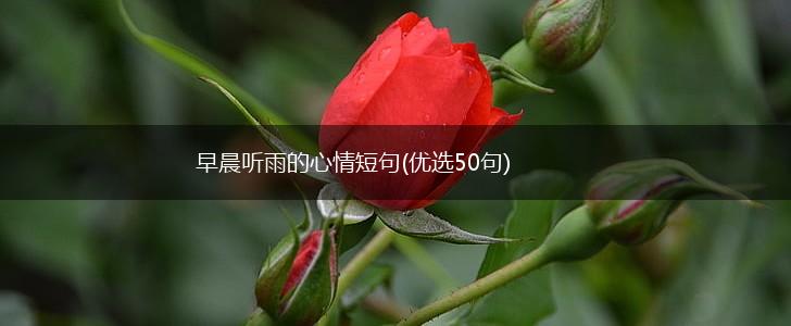 早晨听雨的心情短句(优选50句),第1张