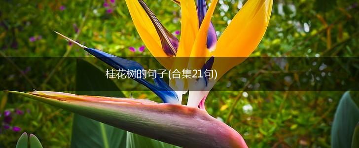 桂花树的句子(合集21句),第1张