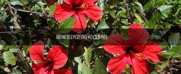 暖暖阳光的短句(15句),第1张