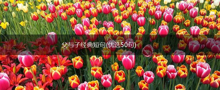 父与子经典短句(优选50句),第1张