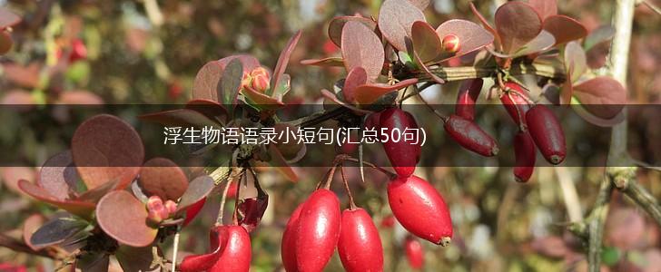浮生物语语录小短句(汇总50句),第1张