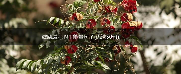 激励减肥的正能量句子(优选50句),第1张