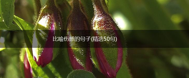 比喻伤感的句子(精选50句),第1张