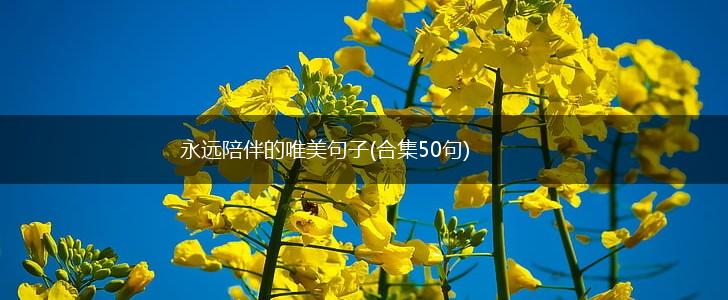 永远陪伴的唯美句子(合集50句),第1张