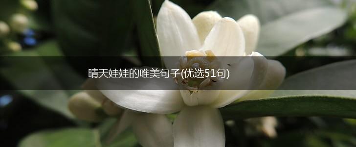 晴天娃娃的唯美句子(优选51句),第1张