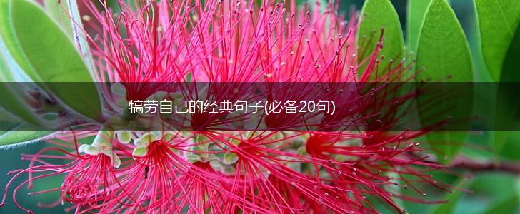 犒劳自己的经典句子(必备20句),第1张