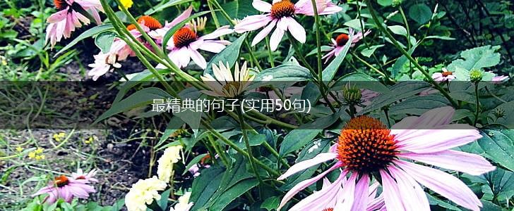 最精典的句子(实用50句),第1张
