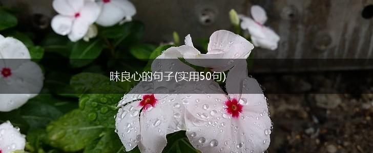昧良心的句子(实用50句),第1张