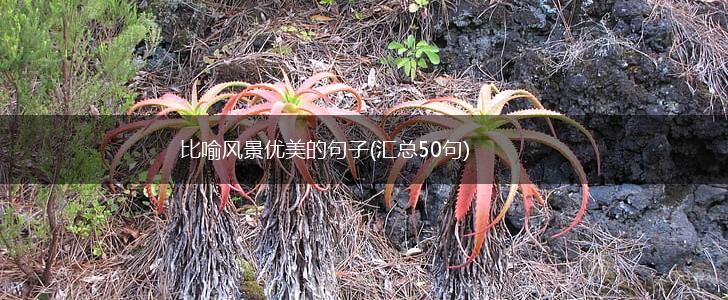 比喻风景优美的句子(汇总50句),第1张
