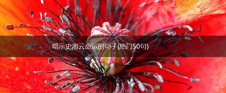 暗示史湘云命运的句子(热门50句),第1张