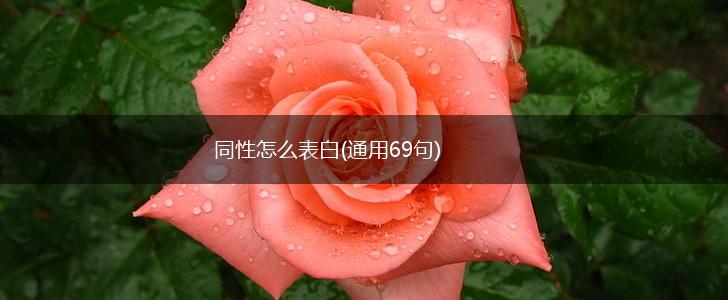 同性怎么表白(通用69句),第1张