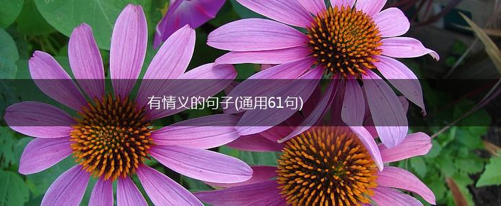 有情义的句子(通用61句),第1张